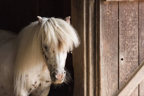 White Horse Dots Wild Hairstyle Zoo — Stock fotografie