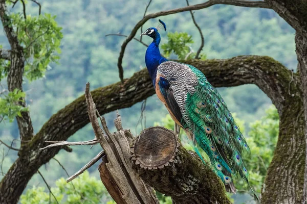 Wonderful Colorful Peacock Sits Tree Zoo — Foto Stock