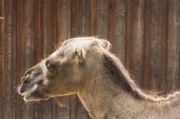 Hlava Velblouda Detailním Pohledu Zoo — Stock fotografie