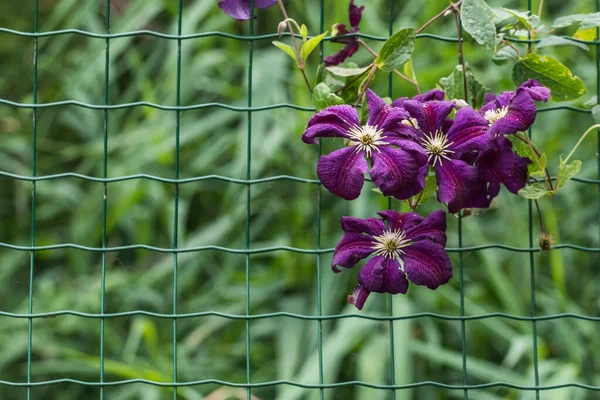 Lilac Passion Fruit Fence Zoo Summer — Stock Photo, Image