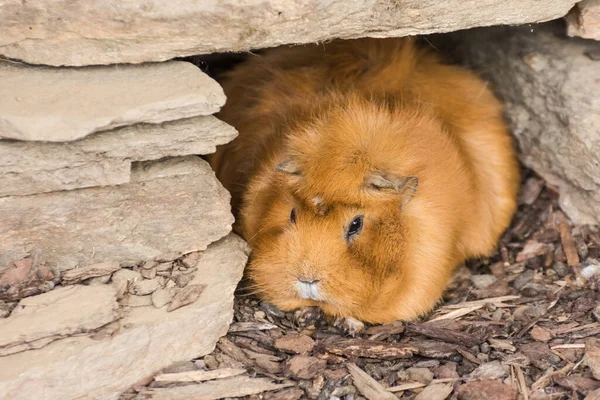 Kleine Lieve Bruine Hamster Zit Een Grot Gemaakt Van Stenen — Stockfoto