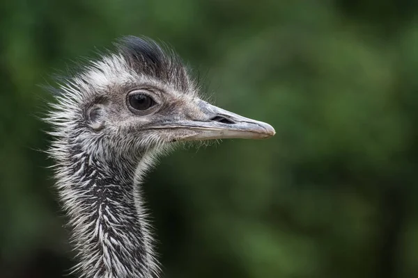 Portrait Ostrich Bird Green Background Zoo — Stock fotografie