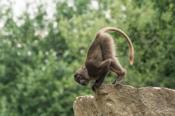 Single Lieve Gelada Aap Doet Een Handstand Een Steen — Stockfoto