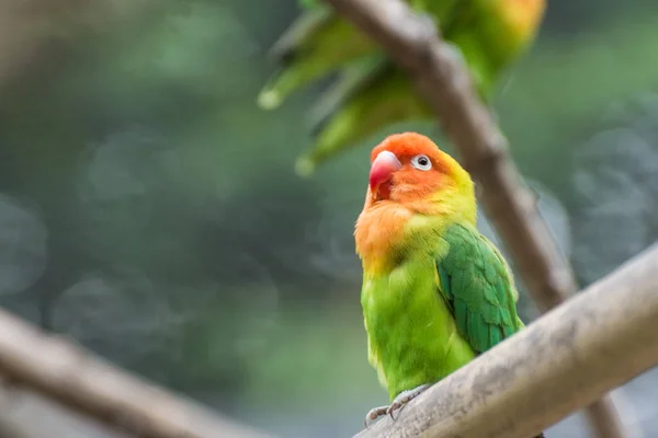 Single Dear Lilians Lovebird Zoo Summer — Zdjęcie stockowe