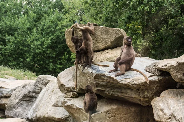 Four Dear Gelada Monkeys Gymnastics Rock Zoo — Stock Photo, Image