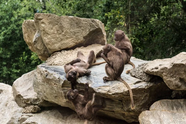 Four Dear Gelada Monkeys Having Fun Rock Zoo — Stock Photo, Image