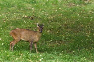 dear patagonian cavy on a green meadow in a zoo looks into the camera
