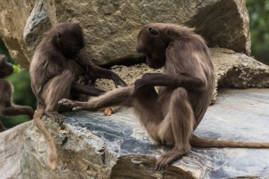 two dear gelada monkeys do body care on a rock in the zoo
