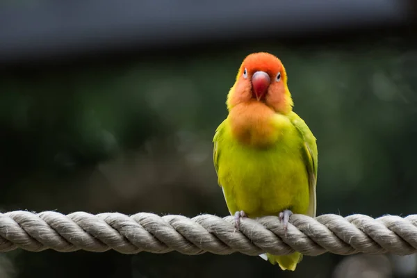 Single Colorful Dear Lilians Lovebird Sitting Rope Zoo — Φωτογραφία Αρχείου