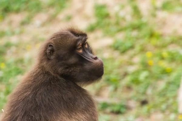 Portrait Dear Gelada Monkey Zoo — Fotografia de Stock