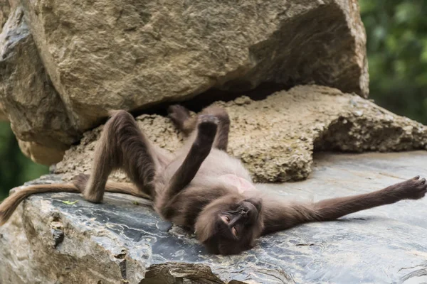 Single Dear Gelada Monkeys Relax Rock Zoo — Stock Photo, Image
