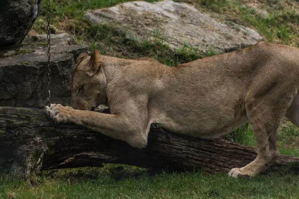 Single Lion Looks Doing Stretching Exercises Zoo — Fotografia de Stock