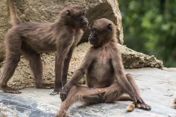 Дві Дорогі Мавпи Гелади Відпочивають Скелі Зоопарку — стокове фото