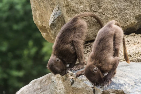 Two Dear Gelada Monkeys Making Yoga Rock Zoo — Stock Photo, Image