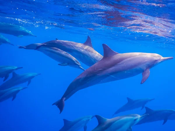 Všude Kolem Jsou Delfíni Povrchu Zatímco Potápění Egyptě — Stock fotografie