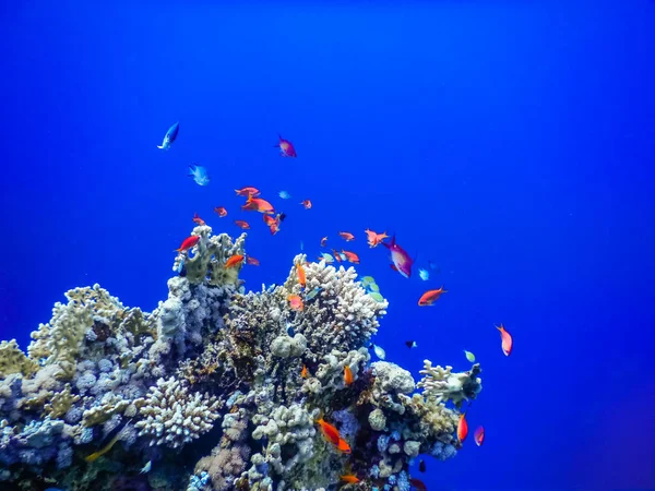 Niesamowita Głęboka Błękitna Woda Kolorowymi Rybami Nad Koralowcami Podczas Nurkowania — Zdjęcie stockowe