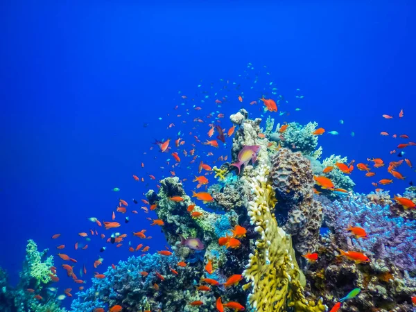 Verbazingwekkende Kleurrijke Vissen Koralen Met Diep Blauw Water Tijdens Het — Stockfoto