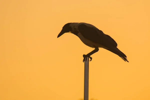 Enda Fågel Sitter Flaggstång Med Orange Himmel Soluppgången — Stockfoto