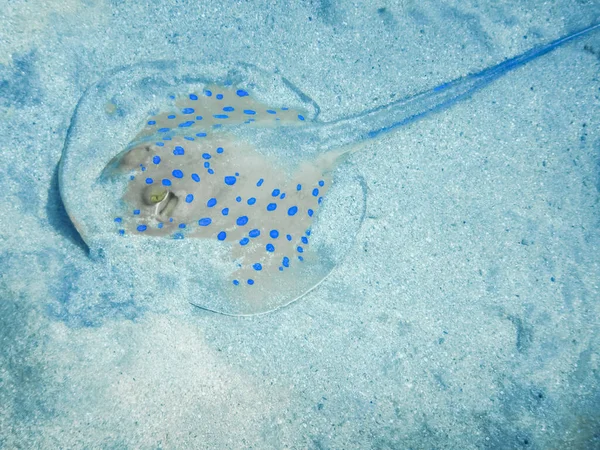 Μπλε Στίγματα Stingray Σκάβει Στην Άμμο Στον Πυθμένα Της Θάλασσας — Φωτογραφία Αρχείου