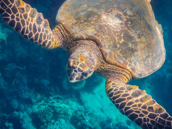 Close Uitzicht Van Een Groene Zeeschildpad Marsa Alam Egypt — Stockfoto