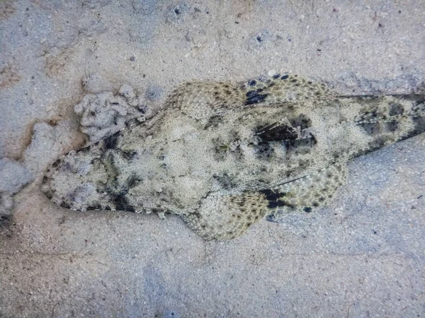 Рыба Крокодил Лежащая Морском Дне Время Погружения Море — стоковое фото