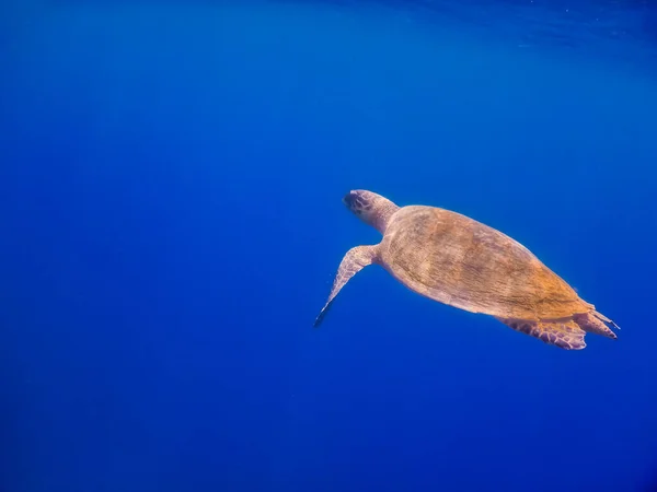 Одна Зелена Морська Черепаха Плаває Глибоко Блакитному Воді Боку Під — стокове фото