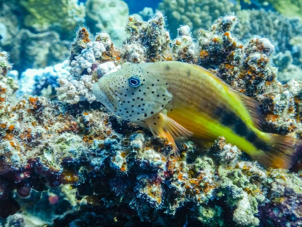 Korallen Falkenfisch Liegt Beim Tauchen Auf Bunten Korallen Ägypten — Stockfoto