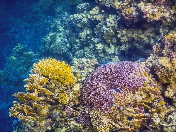 不同颜色的珊瑚在产卵度假的过程中浮潜 — 图库照片