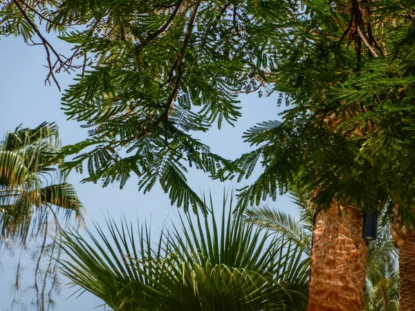 Diferentes Árvores Com Céu Azul Praia Férias Egito — Fotografia de Stock
