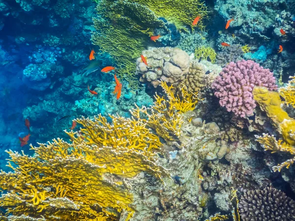 令人惊奇的五彩斑斓的珊瑚礁 有红色的鱼在浮潜 — 图库照片