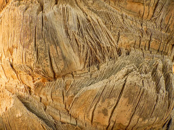 Bark Palm Tree Beach Egypt Detail View — Stock Photo, Image