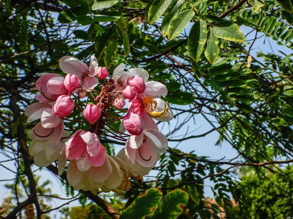 エジプトで休暇中に庭のシルクの木から花を咲かせ — ストック写真