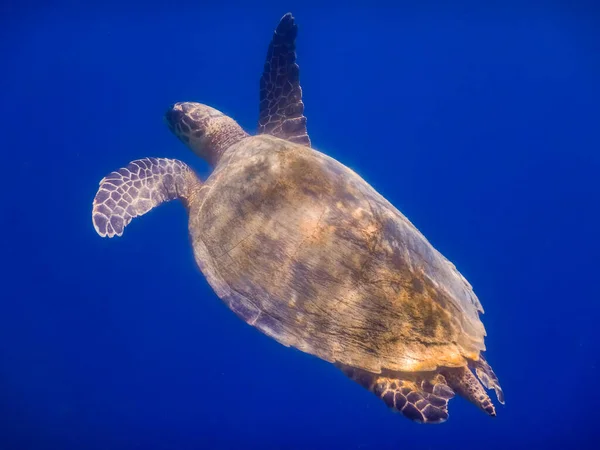 Single Green Sea Turtle Swims Surface Deep Blue Water View — Stock Photo, Image