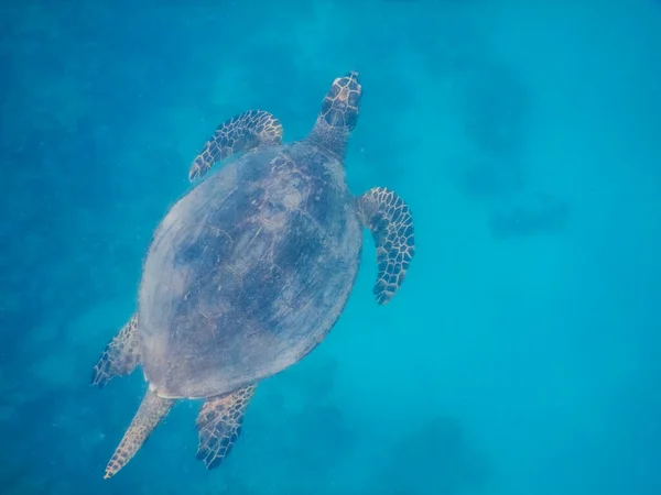 Tortuga Carey Nadando Superficie Mientras Bucea Egipto Vacaciones — Foto de Stock