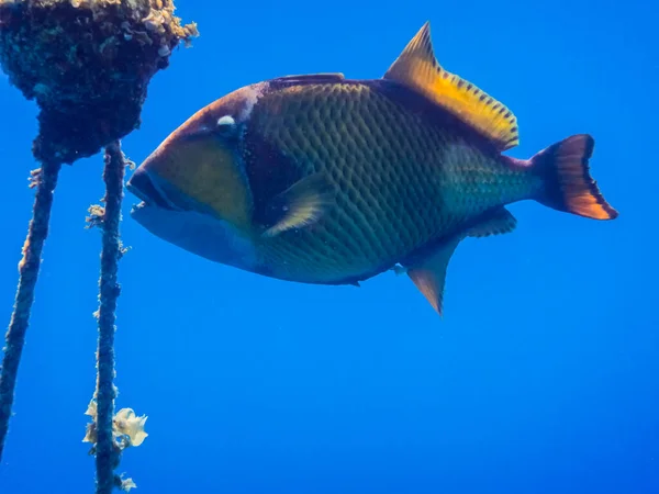 Large Green Triggerfish Eats Corals Buoy Rope Blue Water — Stock Photo, Image