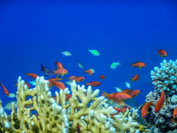 amazing deep blue water with colorful fishes over corals while diving on vacation closeup view