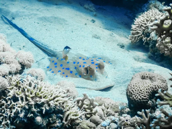 Raia Azul Manchado Deitado Fundo Mar Enquanto Mergulhando Férias Egito — Fotografia de Stock