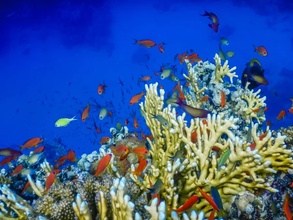 Много Красочных Рыб Над Удивительными Кораллами Глубокой Голубой Морской Воде — стоковое фото