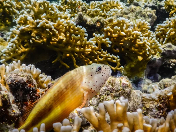 在埃及的红海中潜水时 珊瑚的鹰嘴鱼会扑向珊瑚 — 图库照片
