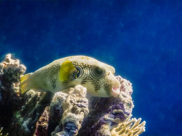 White Spotted Puffer Fish Lies Coral Reef Egypt — Stock Photo, Image