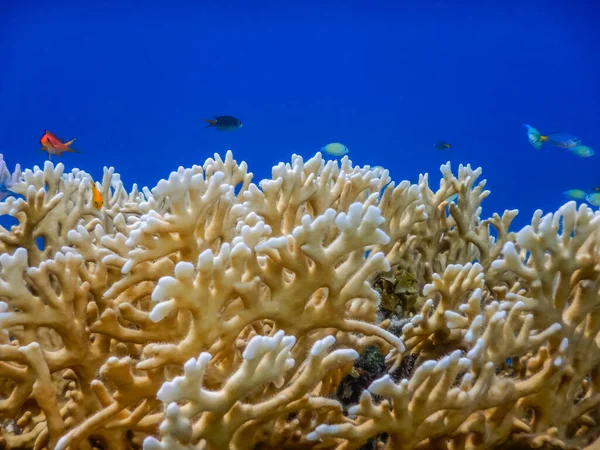 Nádherné Světle Žluté Korály Malými Barevnými Rybami Modrou Vodou — Stock fotografie