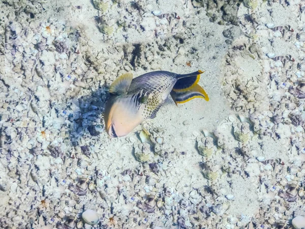 Жовто Зелена Риба Сірому Морському Дні Багатьма Мушлями Єгипті — стокове фото