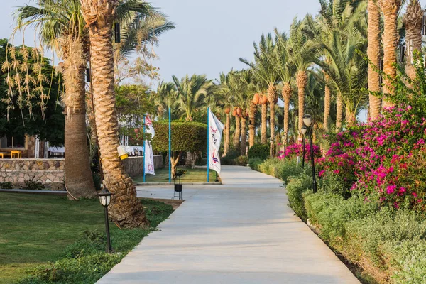 Wonderful Paths Resort Palm Trees Flowers Egypt — Stock Photo, Image