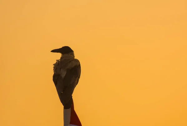 Solo Pájaro Sentado Asta Bandera Con Cielo Anaranjado Durante Salida — Foto de Stock