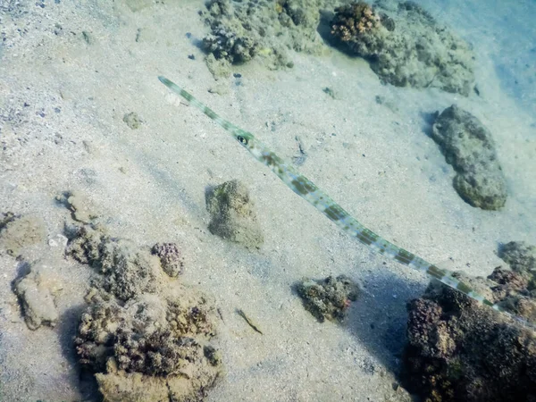Cornetfish Maculé Fond Mer Dans Mer Rouge Egypte — Photo