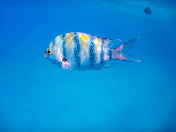 Closeup View Single Indopazific Sergeant Fish Blue Water While Snorkeling — Stock Photo, Image