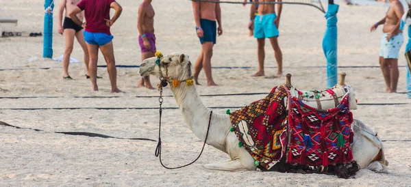 Colorful Camel Lying Sandy Beach People Playing Beach Ball — Stock Photo, Image