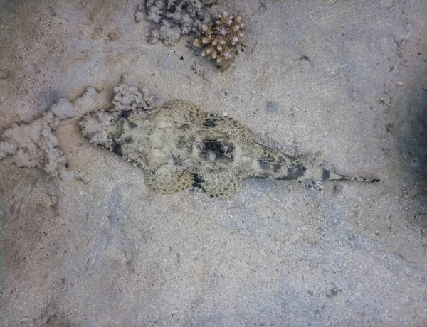 Κροκόδειλος Που Βρίσκεται Στο Βυθό Της Θάλασσας Ενώ Καταδύσεις Στην — Φωτογραφία Αρχείου