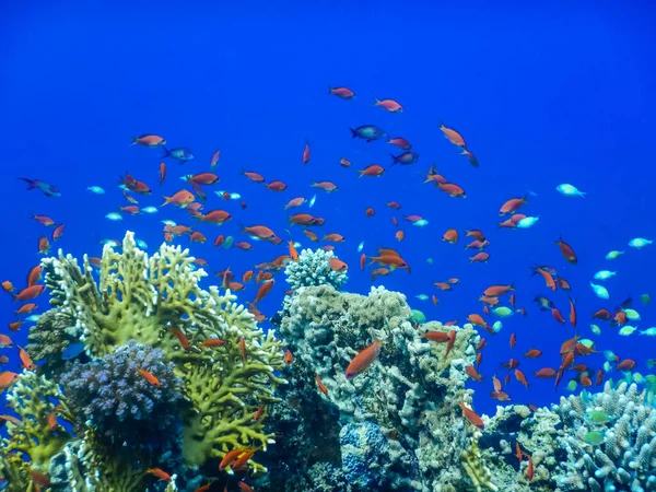 令人惊奇的深蓝色海水 珊瑚上有许多五彩斑斓的鱼 — 图库照片
