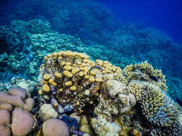 在埃及的清澈海水中潜水时 有许多不同的珊瑚 — 图库照片